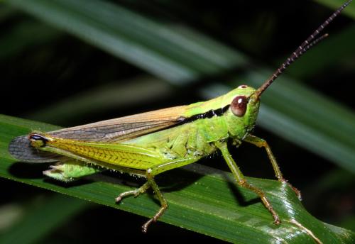 Réf. 326 276 : Mecostethus parapleurus parapleurus
